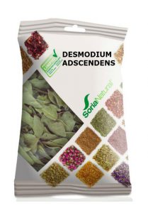 DESMODIUM ADSCENDENS