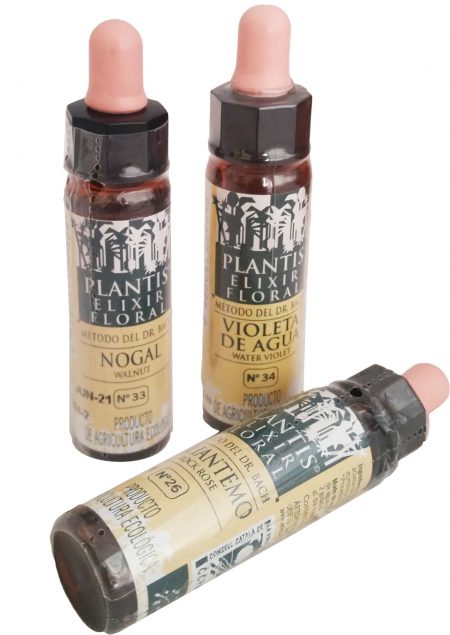 PLANTIS 13 AULAGA ECO - GORSE